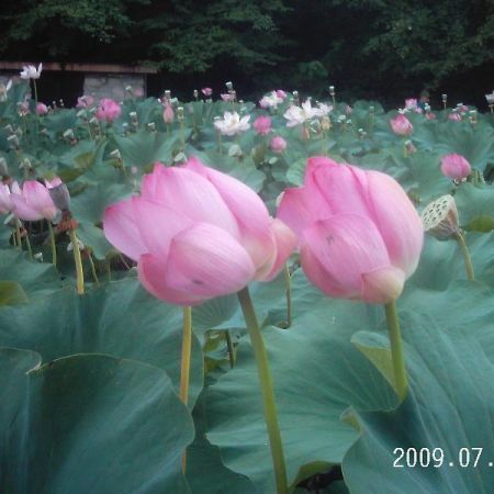 o splendoare de ......lotus